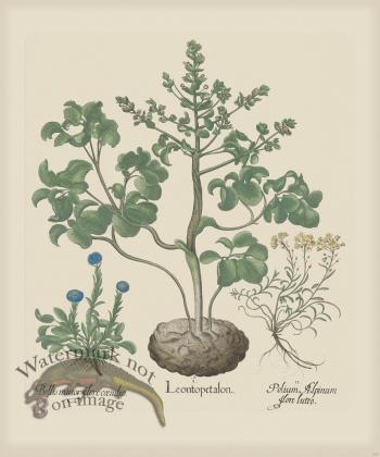 Besler 193 Colored  B2